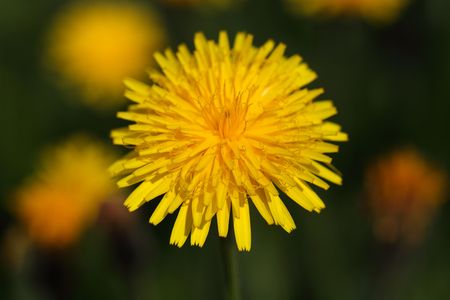 Macro photo of a Rough or Bristly Hawkbit (Leontodon hispidus).の写真素材