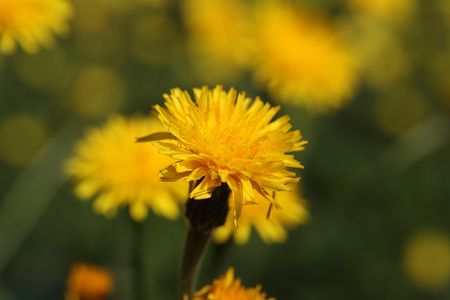 Macro photo of a Rough or Bristly Hawkbit (Leontodon hispidus).の写真素材