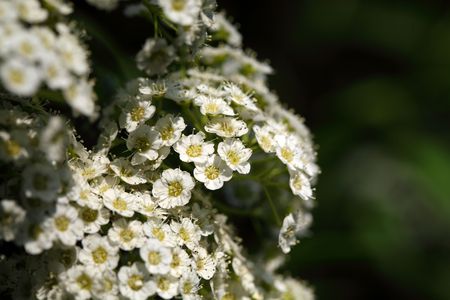 White flowers of a Spiraea sp. bush.