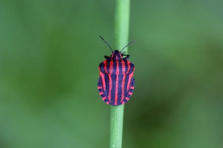 Italian Striped Bug or Minstrel Bug (Graphosoma lineatum)