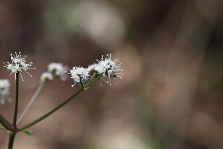 Flower of the wood sanicle (Sanicula europaea), a medical plant in Europe.の写真素材