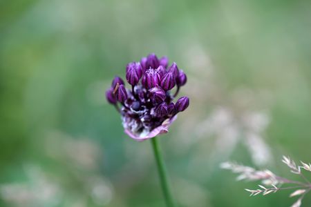 Flower of a sand leek or rocambole (Allium scorodoprasum), a wild onion species in Europe.