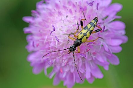 Spotted Longhorn beetle (Strangalia maculate) on a flower.の写真素材