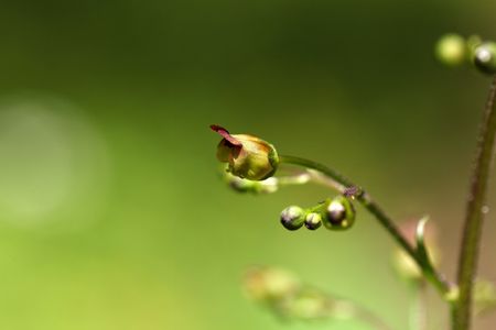 A macro photo of woodland figwort (Scrophularia nodosa) flowers.の写真素材