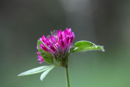 Flowers of a zigzag clover (Trifolium medium)の写真素材