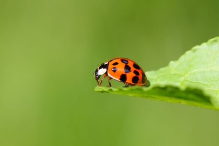 A harlequin ladybird or Ladybug (Harmonia axyridis) on a leaf.の写真素材