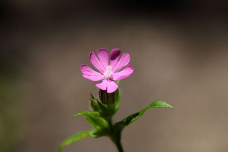 Flower of a red campion (Silene dioica)の写真素材
