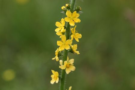 Flower of a common agrimony (Agrimonia eupatoria), an old medical plant.