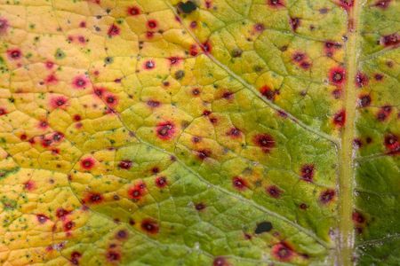 Colored leaf with a pathogenic fungi infection.