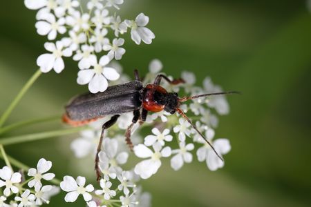 Tanbark borer or violet tanbark beetle (Phymatodes testaceus)の写真素材