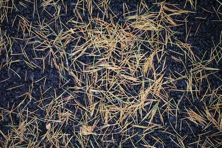 Old yellow pine needles on a black pavement.の写真素材