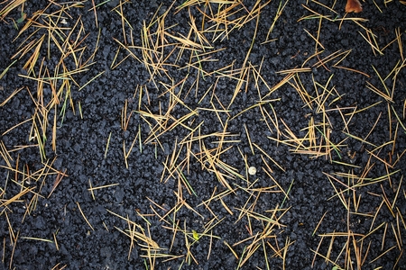 Old yellow pine needles on a black pavement.の写真素材