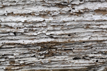 The surface of driftwood as background or texture.