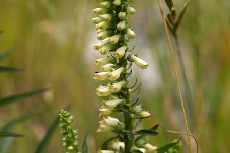 Flowers of a straw foxglove (Digitalis lutea ssp. Australis), a rare endemic in Southern Italy.の写真素材