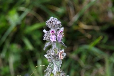 Flowers of a Stregona tymphaea, a flower from the Apennine Mountains in Italy.