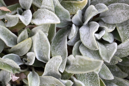 Leaves of a lambs ear plant (Stachys byzantine)