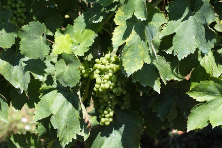 Green grapes in a vineyard in Italy.