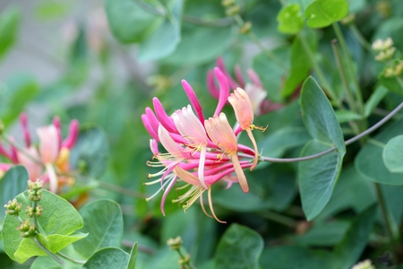 Flowers of an Italian woodbine (Lonicera caprifolium)の写真素材