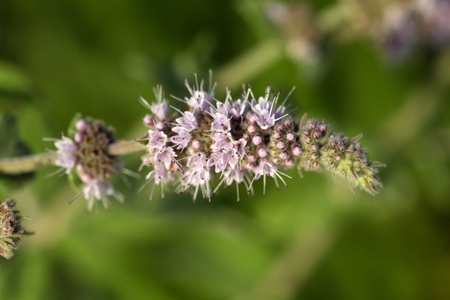 Flowers of the horse mint (Mentha longifolia)の写真素材