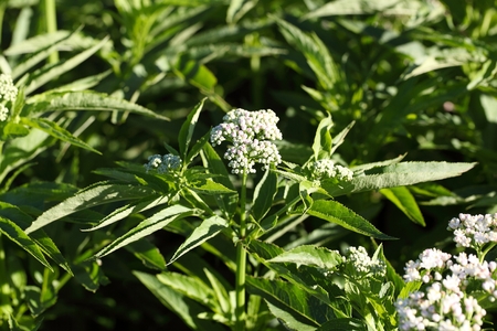 Flowers of an European dwarf elder bush (Sambucus ebulus)の写真素材