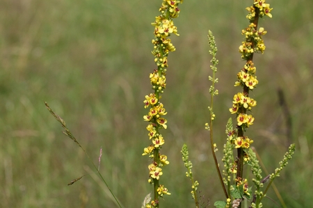 Flower of a black mullein (Verbascum nigrum)