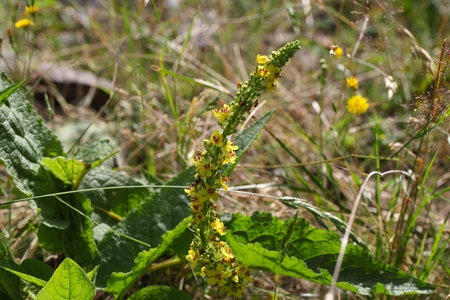 Flower of a black mullein (Verbascum nigrum)