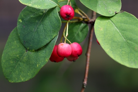 Red berries and leaves on a Cotoneaster bush.