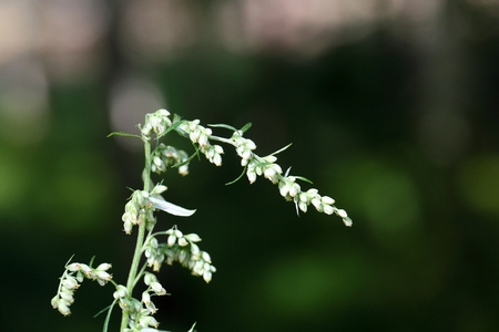 Blossoms of the common wormwood  (Artemisia vulgaris)の写真素材