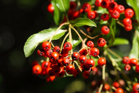 Fruits of a scarlet firethorn (Pyracantha coccinea)