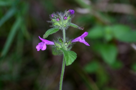 Macro of a wild basil flower (Clinopodium vulgare)の写真素材