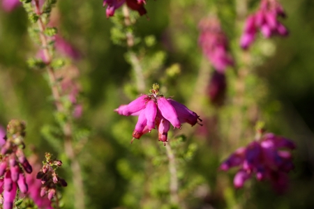 Flowers of a Dorset heath (Erica cilaris)の写真素材
