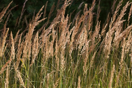 Inflorescence of wood small-reed (Calamagrostis epigejos) on a meadow.