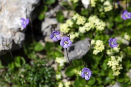 Flower of a leafless stemmed speedwell (Veronica aphylla)の写真素材