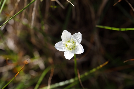 Flower of the marsh grass of Parnassus (Parnassia palustris)の写真素材