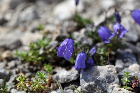 An Earleaf bellflower (Campanula cochleariifolia) in the Bavarian Alps.の写真素材