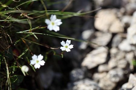 Flowers of the plant Silene pusilla, in the Bavarian Alps.の写真素材