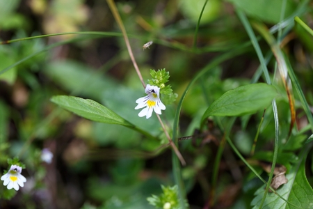 Flowers of the Eyebright Euphrasia rostkoviana, in the Bavarian Alps.の写真素材