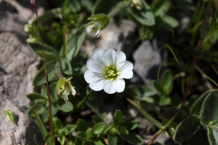 Flower of the mouse-ear chickweed Cerastium latifolium, in the Bavarian Alps.の写真素材
