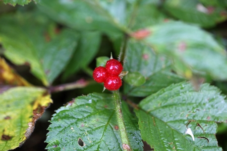 Berries of an alpine currant (Ribes alpinum) in the Bavarian Alps.