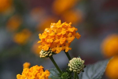 Flowers of a Big Sage (Lantana camara)の写真素材
