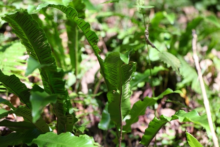 Leaves of a harts-tongue fern (Asplenium scolopendrium)の写真素材