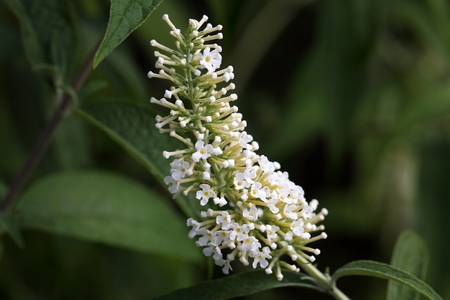 Flowers of a butterflybush (Buddleja davidii)