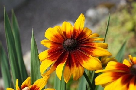 Flower of a cultivation form of a black-eyed-Susan (Rudbeckia hirta)の写真素材