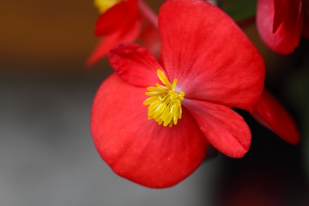 Flower of the Begonia plant Begonia semperflorens ?--cultorumの写真素材