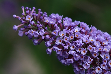 Flowers of a butterflybush (Buddleja davidii)の写真素材
