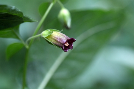 Flower of a belladonna or deadly nightshade (Atropa belladonna)の写真素材