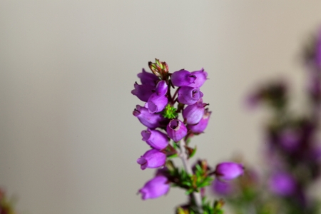 Flowers of the bell heather (Erica cinerea)の写真素材
