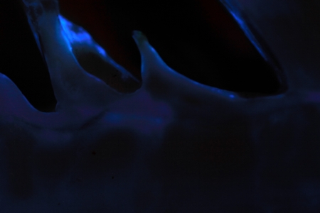 Chemiluminescence made by luminol on vegetables. Luminol is a chemical used in forensic sciences to find blood traces. It produces a luminescence by reacting with several oxidizing chemicals like some enzymes in vegetables.の写真素材