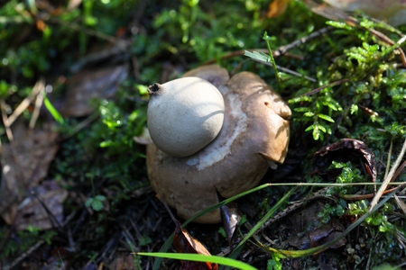 A fringed earthstar (Geastrum fimbriatum) on forest soil.の写真素材