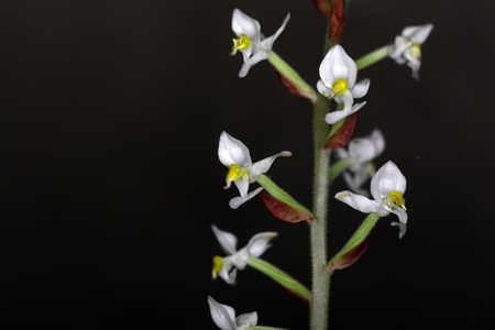 Flower of the orchid Ludisia discolor, an earth growing orchid from Asia.の写真素材